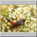 Ctenichneumon panzeri - Schlupfwespe m01a 14mm-fdet02.jpg